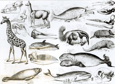 Cetacea Edentata by English School